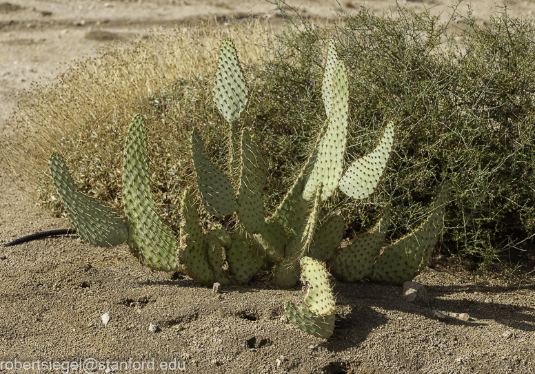 Joshua Tree National Park